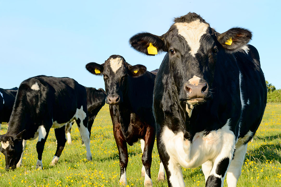 Vacas blancas y negras en un campo de hierba. Dos vacas miran a la cámara. Una vaca pastando; Shutterstock ID 285596687; PO: AAF006