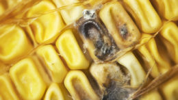 El maíz se suministra a menudo a los animales como materia prima. Foto: Dreamstime