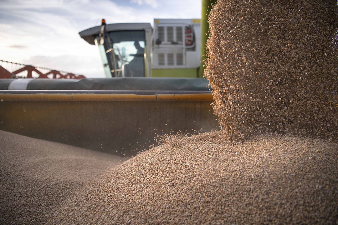 El uso de cultivares de maíz resistentes fue una de las medidas evaluadas. Foto: Shutterstock