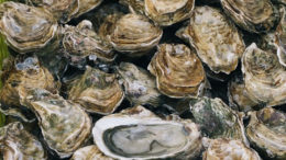 Los mariscos bivalvos, entre los que se encuentran las ostras, tienen un alto contenido en proteínas, ácidos grasos omega-3 y minerales clave, pero constituyen la fuente de proteínas animales más sostenible del mundo. Foto: Ben Stern