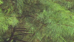 Pinus brutia, comúnmente conocido como pino rojo turco. Foto: Utsman Media