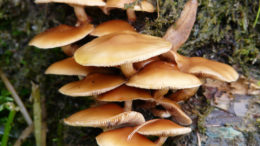 Los principales hongos toxigénicos del DON son Fusarium culmorum y Fusarium graminearum. Ambos hongos afectan al trigo, la cebada, la avena y el maíz. Foto: Colaboradores de MaxPixel
