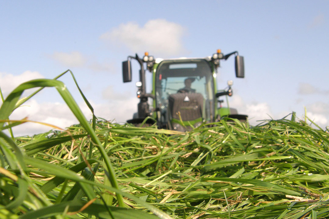 20 KG Mezcla De Semillas De Hierba Premium - Césped Resistente (Enana, Rye Grass Y Festuca) - GSS DIRECT