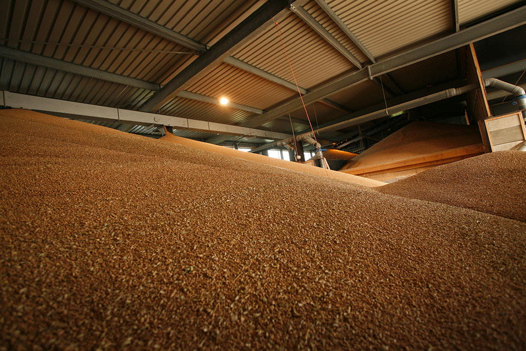 El grano debe estar en las condiciones adecuadas al entrar en el almacén. Foto: Joris Telders
