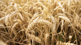 Las micotoxinas que se encuentran en el trigo son principalmente toxinas de Fusarium, como el nivalenol (NIV) y las fumonisinas (FUM). Foto: Agrifirm