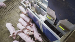 Los comederos automáticos proporcionan a los cerdos la cantidad de alimento adecuada a sus necesidades individuales. Foto: Van Assendelft fotografie