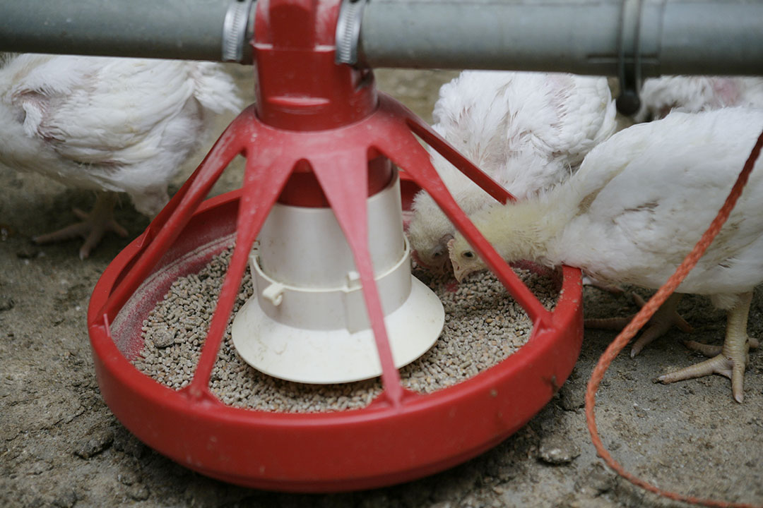 Los piensos para aves de corral son el mayor mercado de aminoácidos. Foto: Jan Willem Schouten
