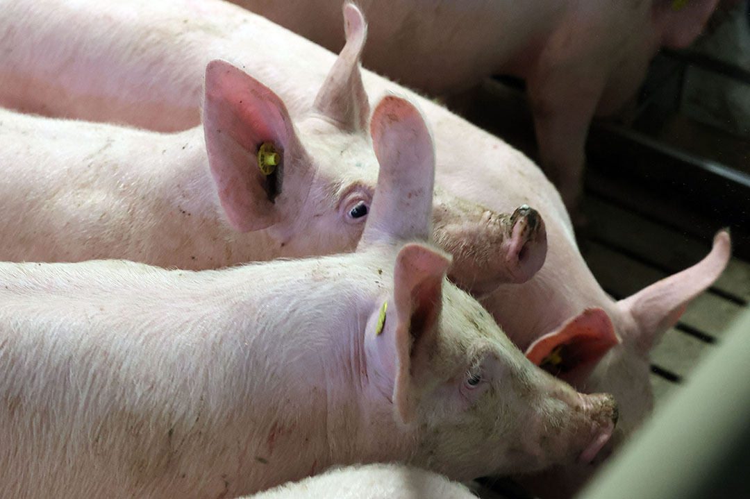 Actualmente, los márgenes no son buenos para los productores de cerdos chinos, por lo que utilizarán los ingredientes de los piensos que sean más económicos. Foto: Bert Jansen