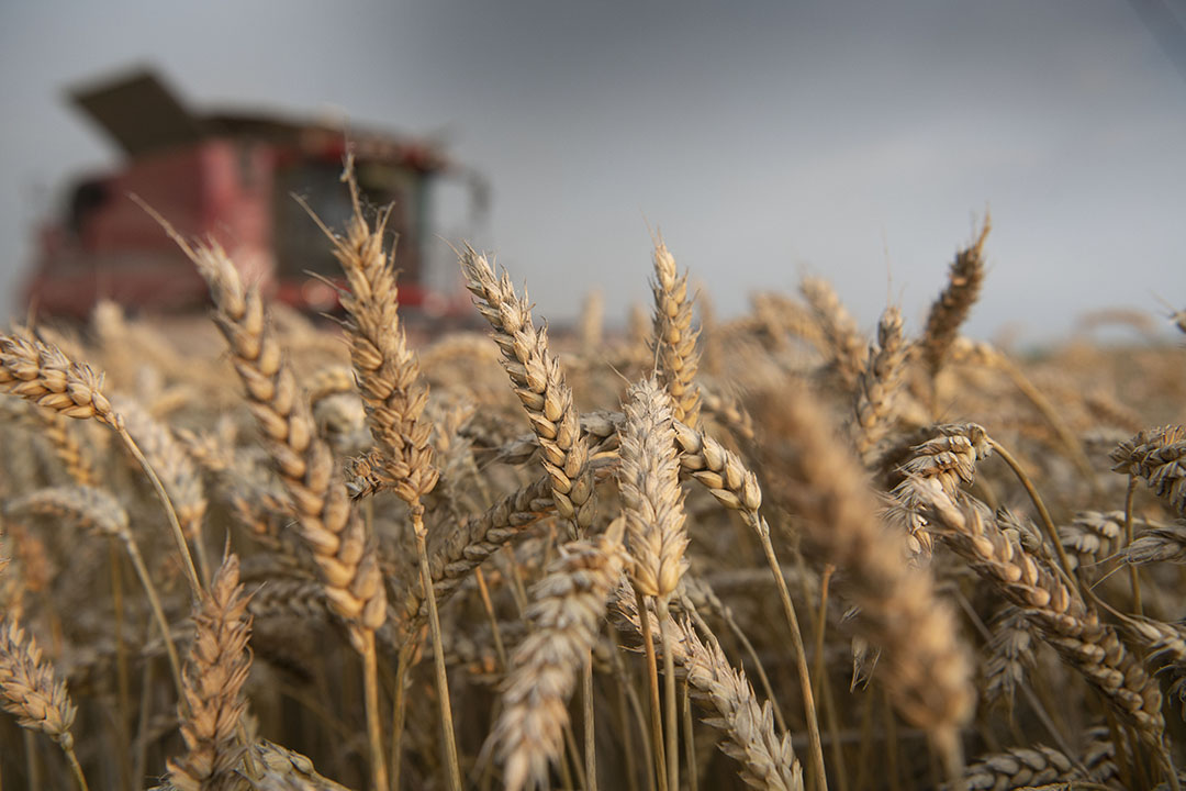 El trigo se utiliza para sustituir al maíz, pero esto se debe principalmente a los precios. Las importaciones de trigo están sujetas a cuotas. Foto: Mark Pasveer