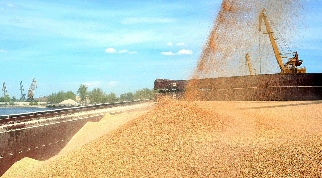 Rusia pretende producir 150 millones de toneladas de grano al año hasta 2030 para satisfacer la creciente demanda de piensos en el mercado nacional, así como para vender más grano a clientes extranjeros. Foto: Proagro