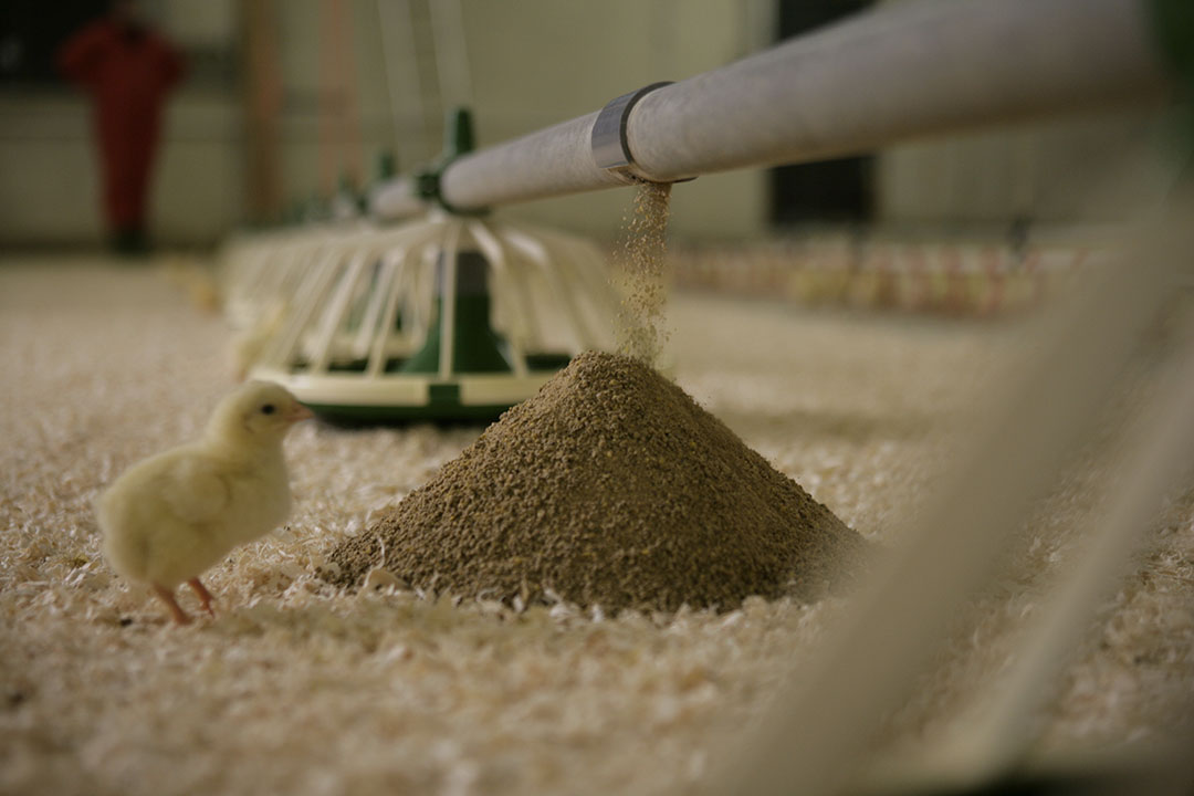 El potencial genético de los pollos de engorde se aprovecha cada vez más gracias a dietas cada vez más sofisticadas que se adaptan a las necesidades de las aves según su edad y nivel de rendimiento. Foto: Jan Willem Schouten