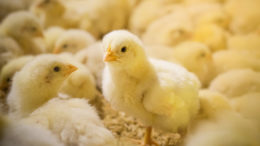 Un intestino bien desarrollado y un microbioma óptimo contribuyen al rendimiento de las aves de corral y les permiten afrontar mejor los retos. Foto: Shutterstock
