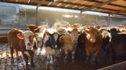Los ganaderos se están dando cuenta poco a poco de que el uso generalizado de antibióticos ya no es sostenible. Foto: Chris McCullogh