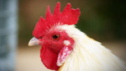 Los β-glucanos son potenciales promotores del crecimiento y alternativas a los antibióticos en la producción avícola. Foto: Rewat Wannasuk