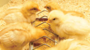 La suplementación con lisofosfolípidos puede ayudar a mantener el rendimiento y la salud intestinal de los pollos de engorde. Foto: Easy Bio