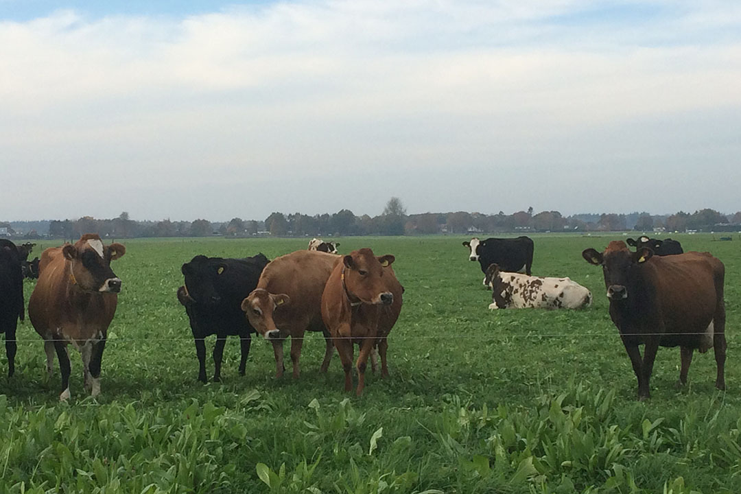 En los Países Bajos, NLF se ha centrado en la formación de los productores de leche sobre la gestión de las hierbas en los pastizales y de los veterinarios sobre el uso seguro de los productos a base de hierbas. Foto: Katrien van't hooft
