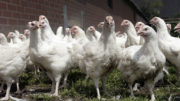En comparación con la producción convencional, la eliminación de los AGP ha aumentado la mortalidad en la producción de pollos de engorde NAE entre un 25 y un 50% (mortalidad NAE 4,2%, producción de pollos de engorde convencional 2,9%). Foto: Henk Riswick