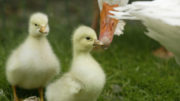 La carne de patos, gansos y aves de caza representa alrededor del 7% de la producción total de carne de ave. Foto: Mark Pasveer