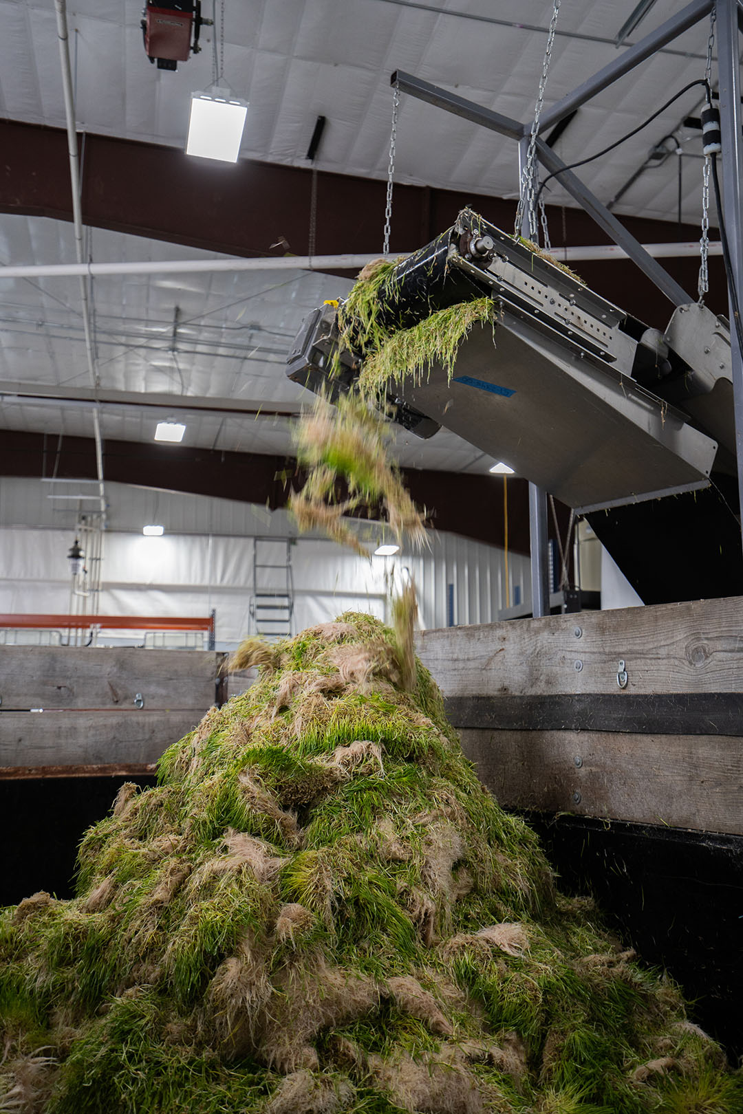 Una vez que está listo para la cosecha, el trigo o la cebada germinados salen de una cinta automatizada como una alfombra y se trituran, listos para ser añadidos a la ración de leche o carne. Foto: HydroGreen