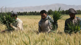 La producción de piensos en Afganistán se ve obstaculizada, entre otros factores, por la reducida disponibilidad local de materias primas. Foto: Rumi Consultancy / Banco Mundial