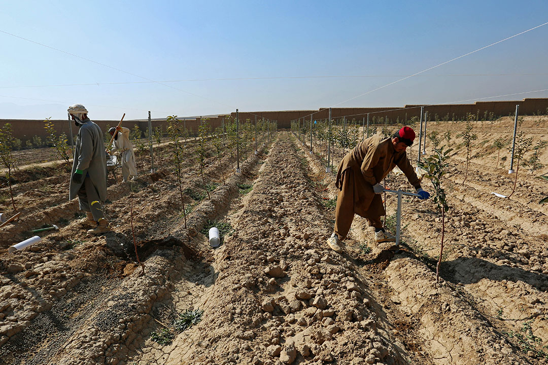 Afganistán sufrió una grave sequía en 2021, considerada una de las peores de las últimas tres décadas. Foto: Rumi Consultancy / Banco Mundial