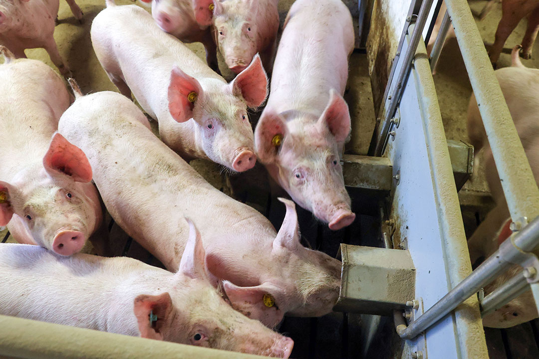 Se recomienda encarecidamente reducir la cantidad de partículas finas en los piensos para cerdos. Foto: Bert Jansen