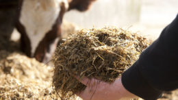 Falta información clara sobre los efectos de las micotoxinas en las vacas lecheras. Foto: Mark Pasveer