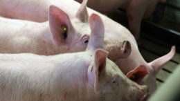 ¿Podría prevenirse la diarrea en cerdos destetados reduciendo los niveles de calcio en las dietas de destete? Foto: Bert Jansen