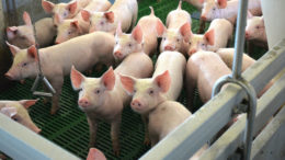 Los cerdos experimentan el estrés igual que los humanos. Foto: Empresa Zelenetskay