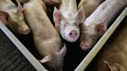 Los cerdos seleccionados por su eficiencia alimentaria son más capaces de hacer frente a los factores de estrés. Foto: Fred Libochant