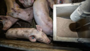 Los niveles de vitaminas y minerales administrados a los cerdos en China y Brasil superan las recomendaciones. Foto: Ronald Hissink