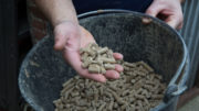 Se ha demostrado que las partículas de diferentes tamaños pueden dar lugar a diferentes niveles de digestibilidad. Foto: Peter J.E.Roek