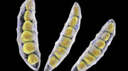 Impresión artística del hongo Fusarium, que puede provocar la presencia de la micotoxina DON en los piensos. Ilustración: Shutterstock