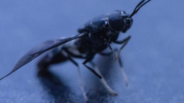 Los huevos de la mosca soldado negra reciben residuos y en menos de dos semanas las larvas los consumen y se convierten en adultos de los que se pueden extraer coproductos. Foto: Entocycle