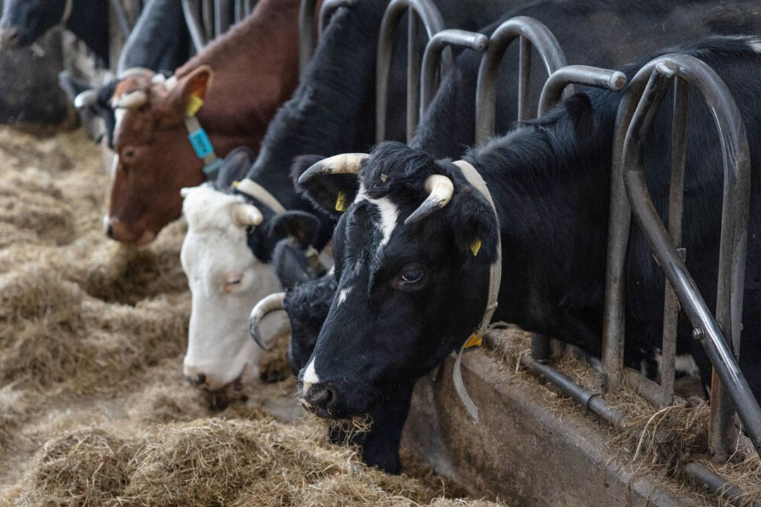La adición de levadura a las raciones lácteas puede mejorar la producción de leche y la rentabilidad de las vacas lecheras. Foto: Herbert Wiggerman