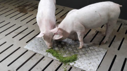Se ha estudiado el crecimiento de la lenteja de agua en una granja porcina de demostración en España. La planta parece ser una fuente de proteínas elevada para los cerdos. Sin embargo, es necesario seguir estudiando la adición de lenteja de agua fresca a los sistemas de alimentación líquida. Foto: ANIA