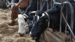 El uso de levaduras en las dietas del ganado ha permitido mejorar la fermentación ruminal, la salud de los animales, la producción de leche y la adaptación al estrés térmico. Foto: Herbert Wiggerman
