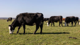 Los investigadores afirman que la elección del sistema de pastoreo, junto con una gestión eficaz del estiércol, podría reducir considerablemente el impacto medioambiental de la producción de leche en el Reino Unido. Foto: Herbert Wiggerman