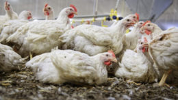 La inclusión de ácidos orgánicos en los piensos para pollos de engorde mejora la ingesta de alimentos, el crecimiento, la eficiencia alimentaria, el índice de conversión y el rendimiento. Foto: Lex Salverda