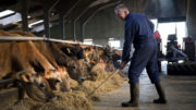 El contenido en proteínas de las raciones de las vacas lecheras puede reducirse de unos 175 a 150 g/kg de MS sin que ello afecte al rendimiento de las vacas si la dieta se formula adecuadamente. Foto: Jan Willem Schouten