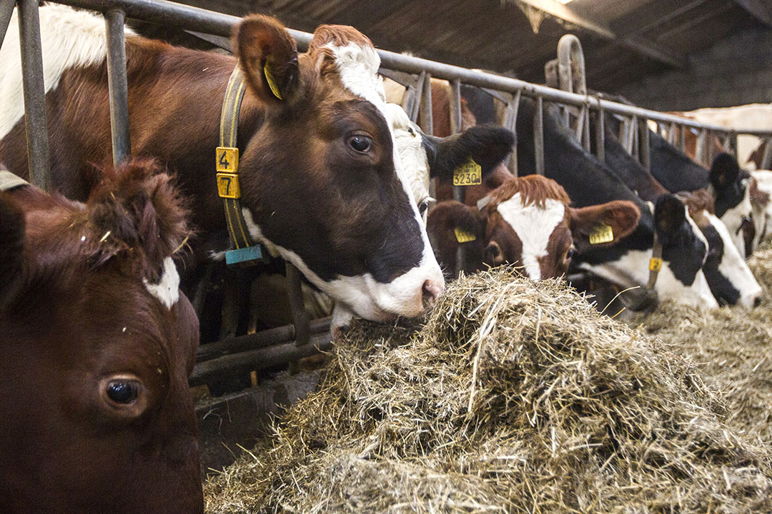 Los probióticos mejoran la ganancia de peso vivo en el ganado lechero al aumentar la utilización de nutrientes y mejorar la retención de nitrógeno. Foto: Ronald Hissink