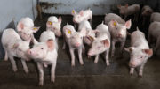 Los cerdos destetados han mostrado una mayor aceptación de los beneficios de los garbanzos. - Foto: Herbert Wiggerman