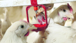 El uso de MRF en las dietas de las aves de corral puede reducir la necesidad de antibióticos. Foto: Jan Willem Schouten