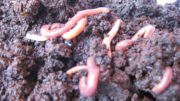 Las lombrices se utilizan para airear el sustrato. La vermifiltración produce vermicompost que puede utilizarse en el suelo y en los cultivos. Foto: Alianza para el Saneamiento Sostenible