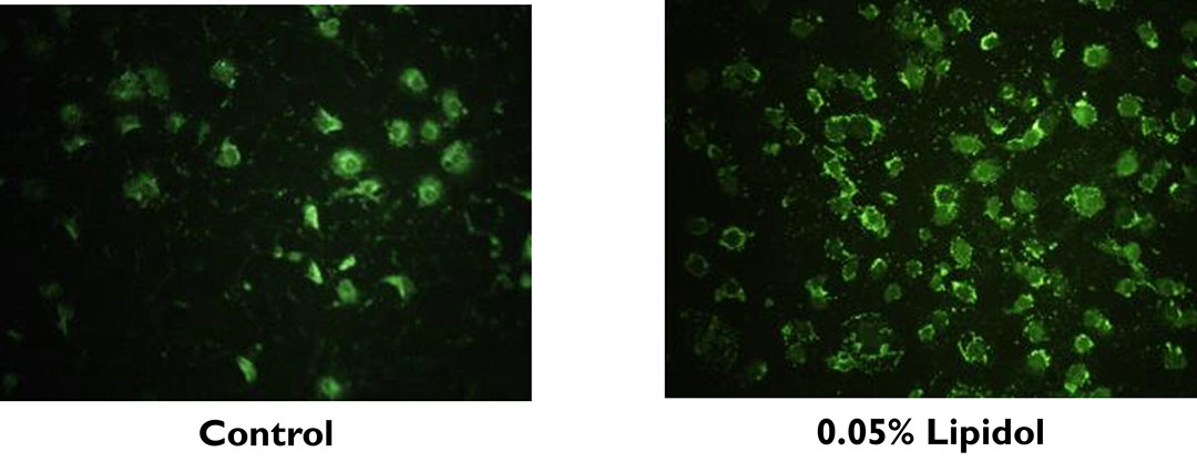 Células intestinales de rata que indican un aumento de la absorción de glucosa después de 1 hora con lisofolípidos. Foto: Pathway