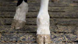 La cojera es una enfermedad multifactorial que afecta a la salud y el bienestar del ganado lechero. Foto: Koos Groenewold