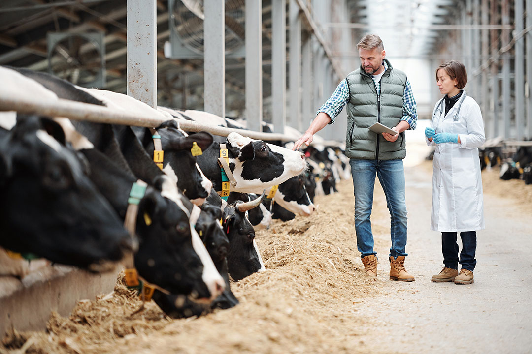 La puntuación de la condición corporal, la puntuación del llenado del rumen y la puntuación del estiércol a diario pueden dar un resultado sólido sobre el estado de salud y bienestar de las vacas. Foto: shutterstock