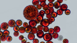 Haematococcus pluvialis es una especie de microalga rica en astaxantina, un pigmento rojo que pertenece a un grupo de sustancias químicas llamadas carotenoides, que da un color rosado al salmón y mejora el perfil nutricional del pescado.  Foto: Canva