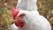 Se calcula que hasta el 16% de los pollos de engorde de una determinada granja son cojos. Foto: Canva