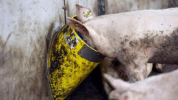 La incorporación de coproductos fibrosos en las dietas de los cerdos reduce el coste de la producción porcina y, por tanto, aumenta la rentabilidad. Foto: Bert Jansen